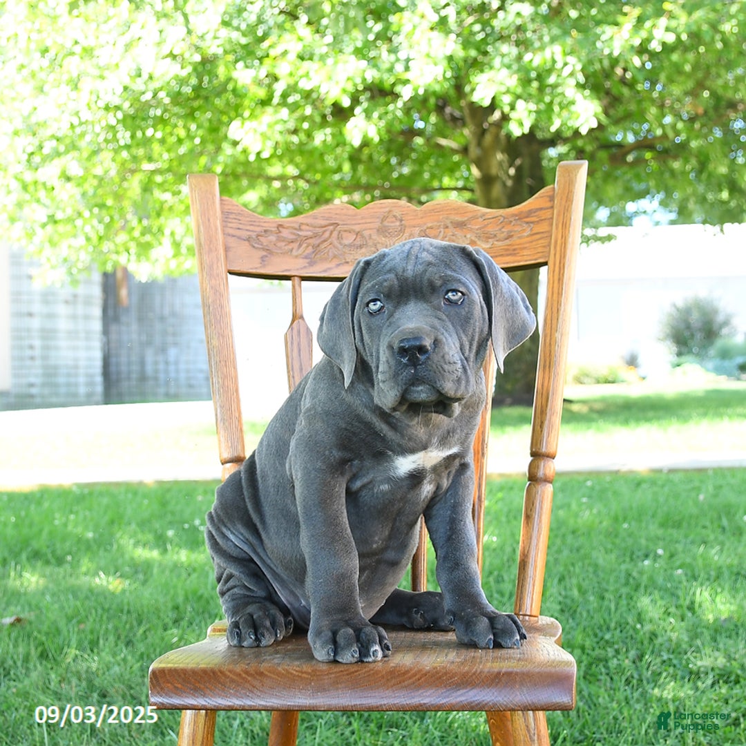 Cane Corso dogs for sale: Sugar - Ad 2