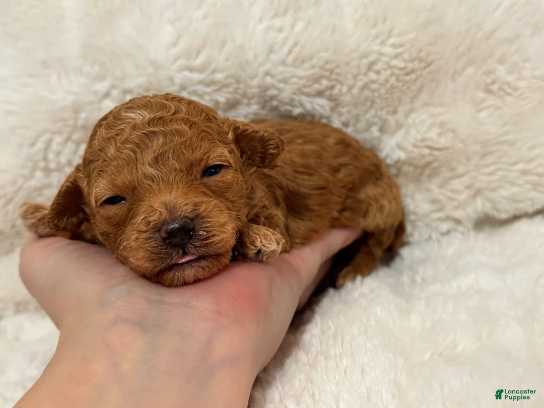 Toy Poodle dogs for sale: Louie - Ad 5