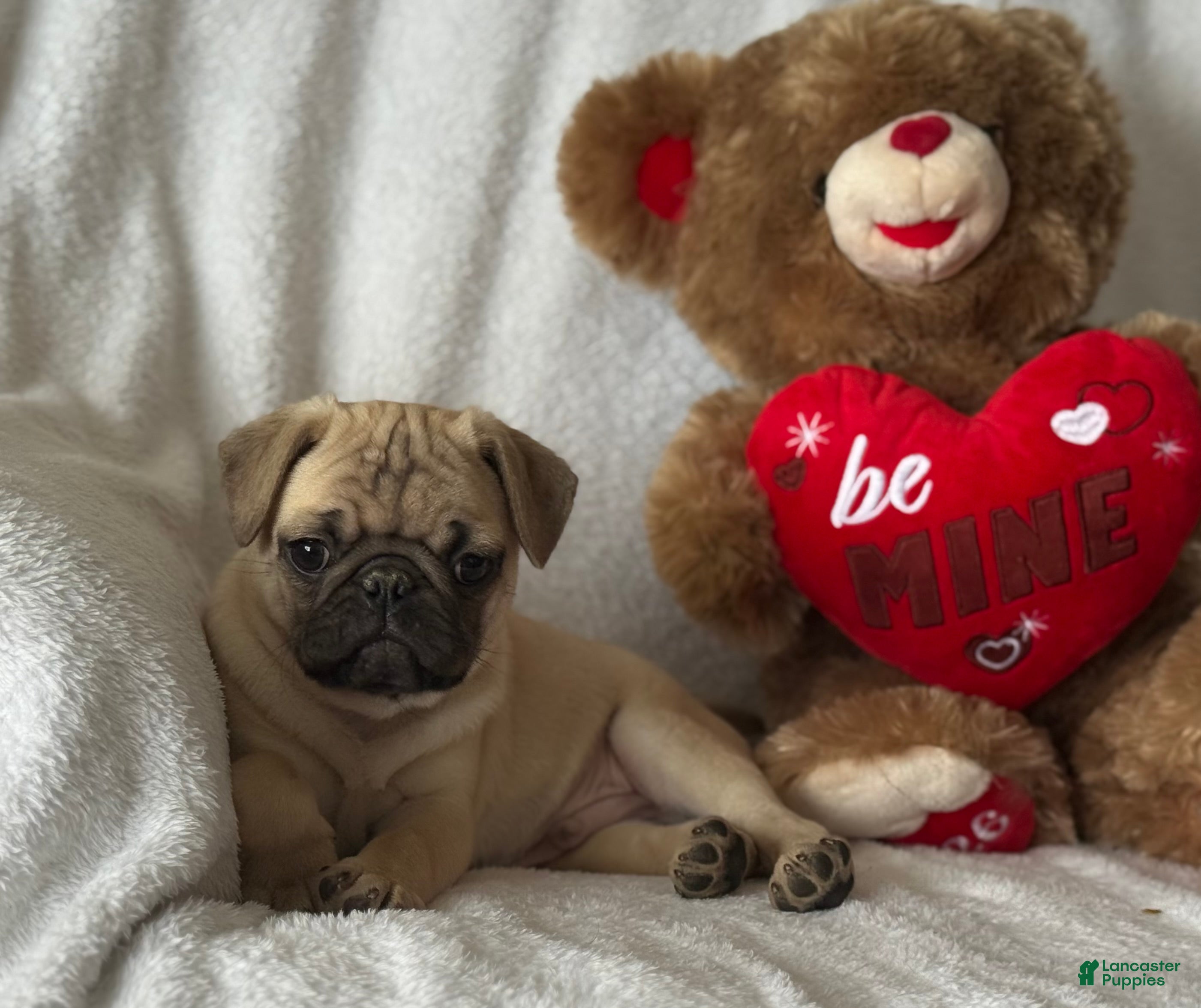 Pug dogs Parley - Ad 2