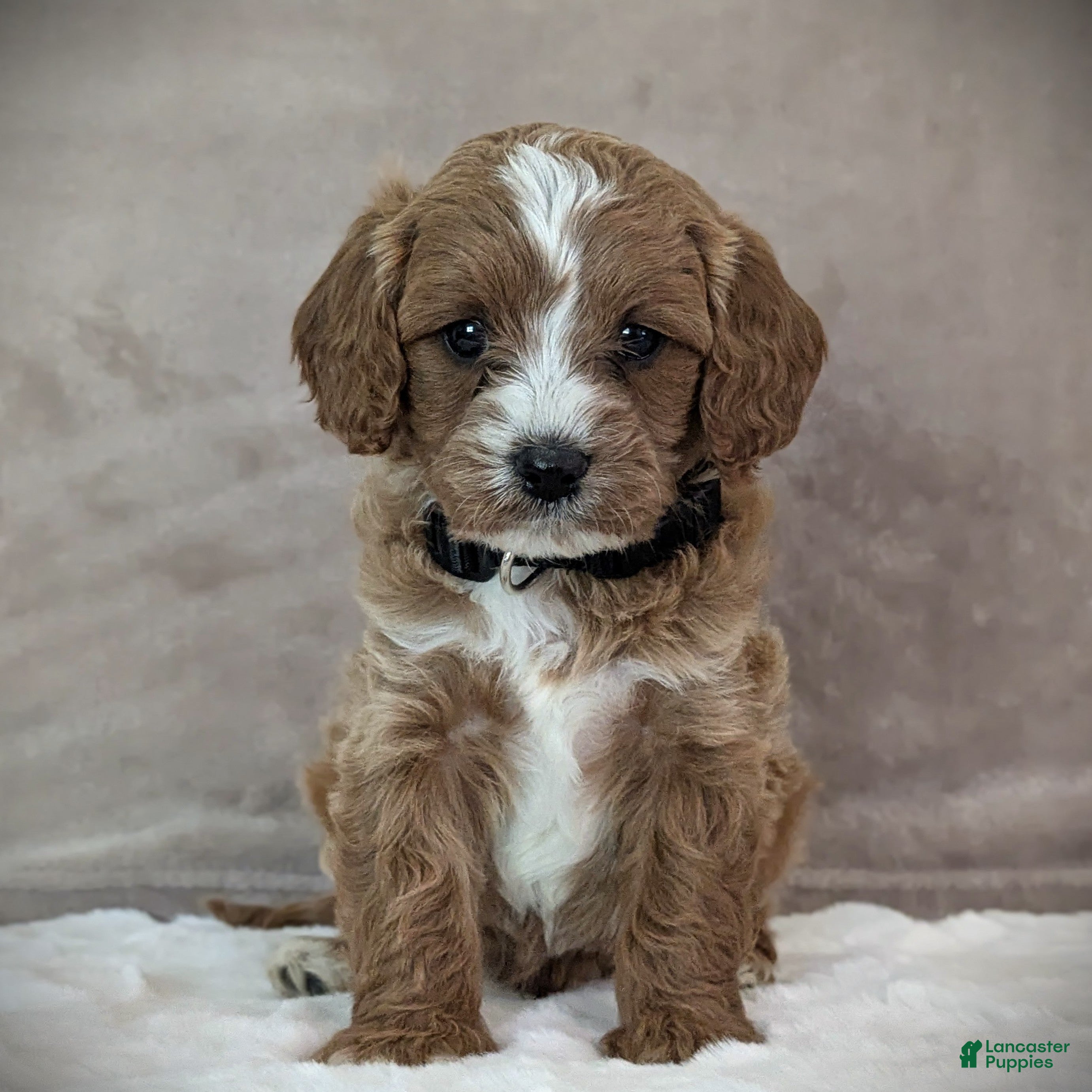 Cavapoo dogs Oscar - Ad 1