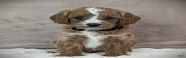 Oscar