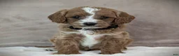 Cavapoo dogs for sale: Oscar - Ad 1