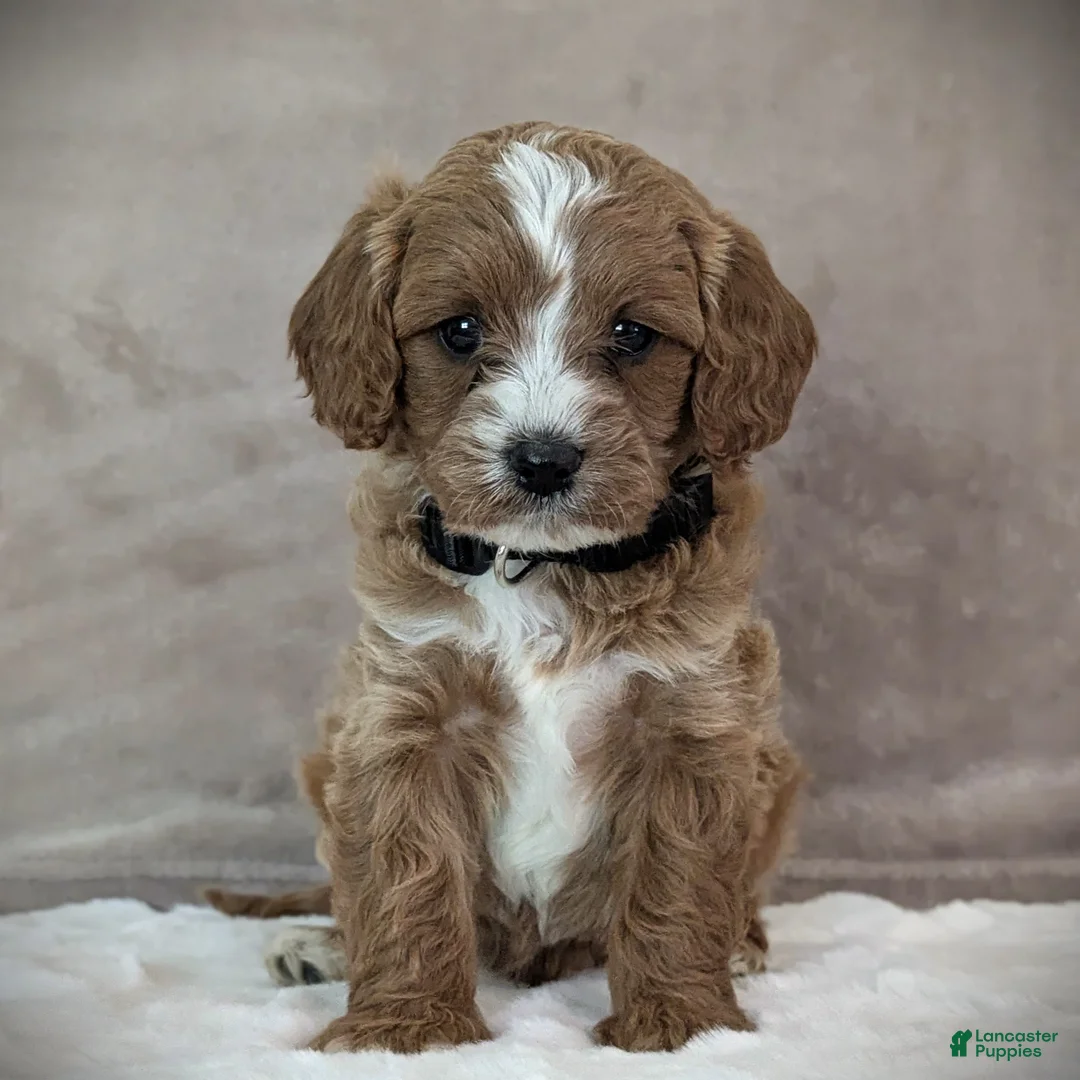Cavapoo dogs for sale: Oscar - Ad 1