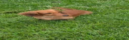 Miniature Dachshund dogs for sale: Sunkist - Ad 8