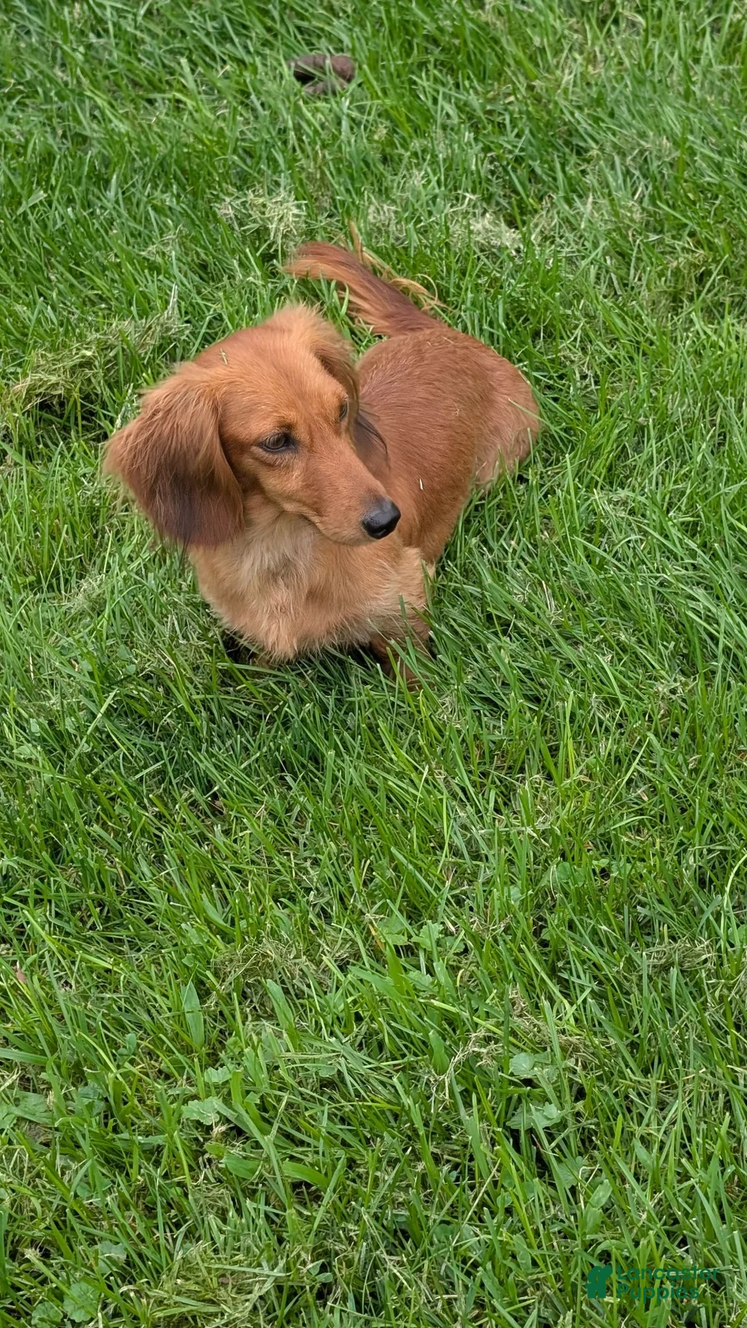 Miniature Dachshund dogs for sale: Sunkist - Ad 8