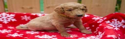 Goldendoodle dogs for sale:  Bobby - Ad 7