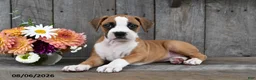 Boxer dogs for sale: Fritz - Ad 4