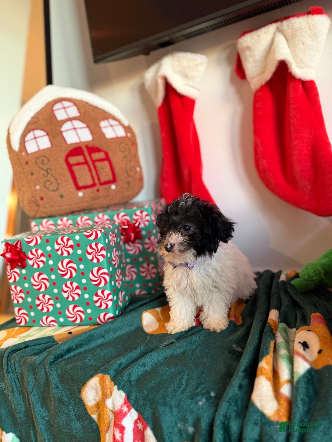 Toy Poodle dogs for sale: Kiki - Ad 2