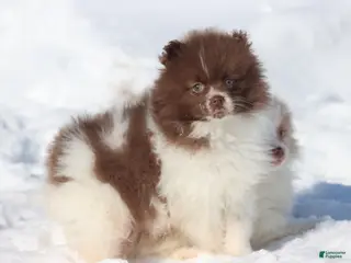 Pomeranian dogs Bacon - Ad 30