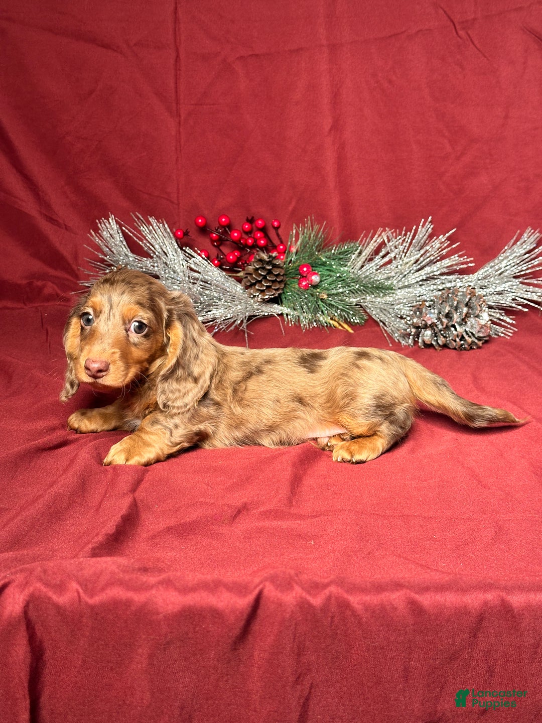 Miniature Dachshund dogs for sale: Nick - Ad 4