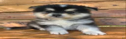 Alaskan Klee Kai dogs for sale: Little Darling~~Chloe!!! - Ad 4