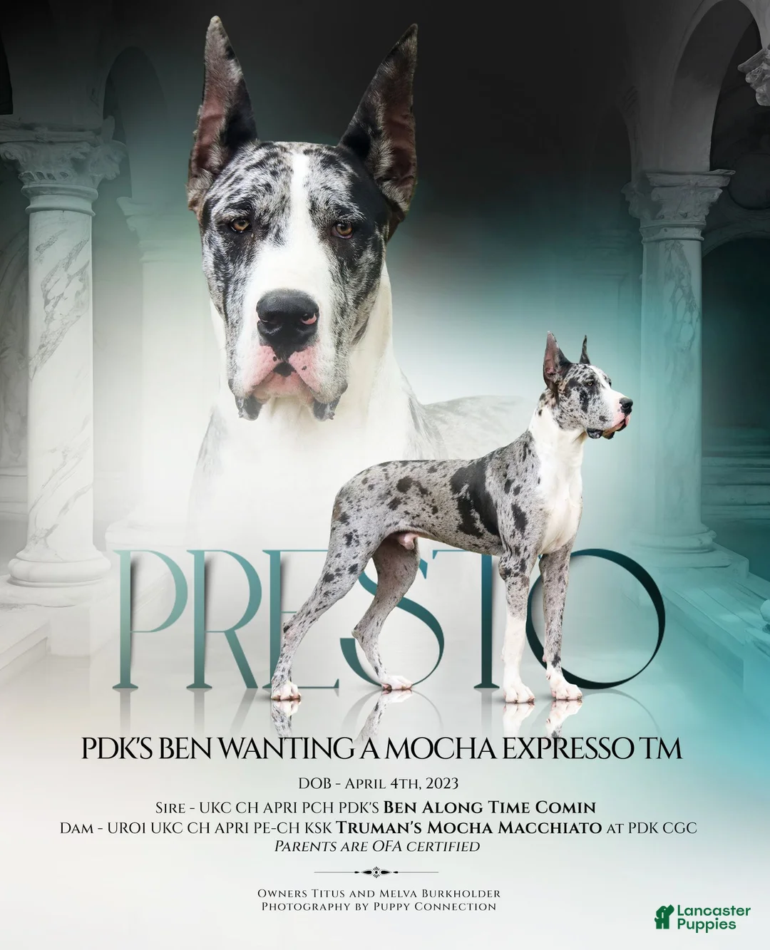 Great Dane dogs for sale: Samson - Ad 9