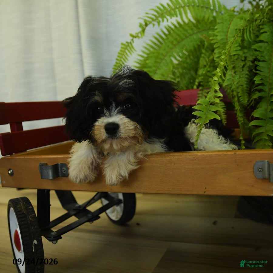 Cavachon dogs Mike - Ad 2