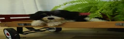 Cavachon dogs for sale: Mike - Ad 2