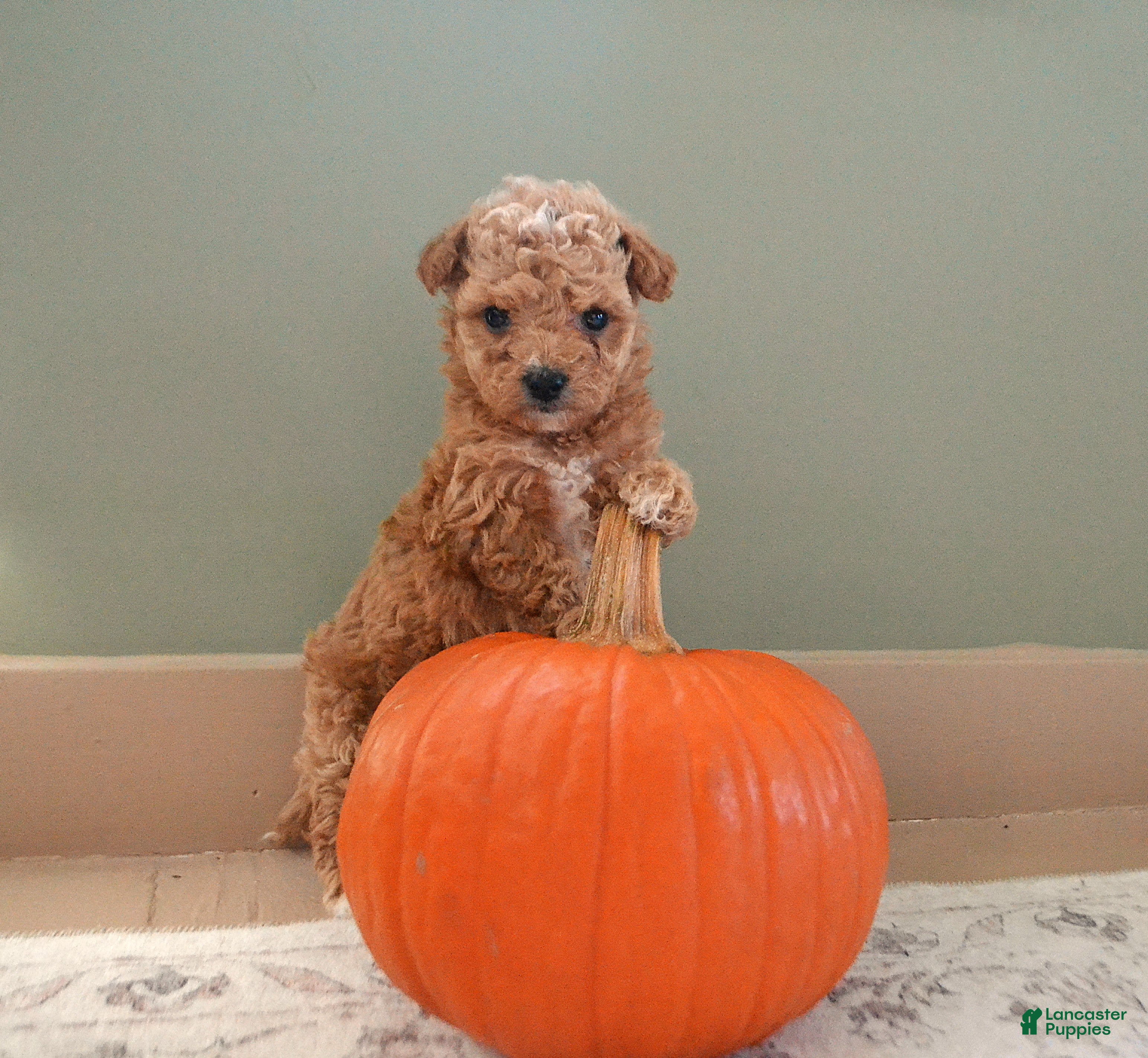 Maltipoo dogs Ginger - Ad 1