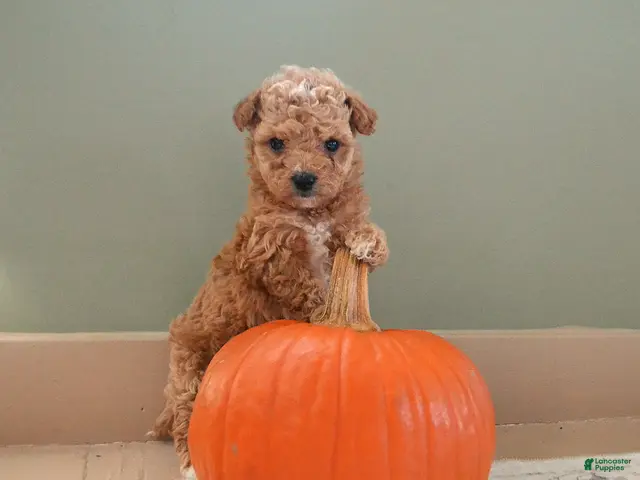 Maltipoo dogs for sale: Ginger - Ad 1
