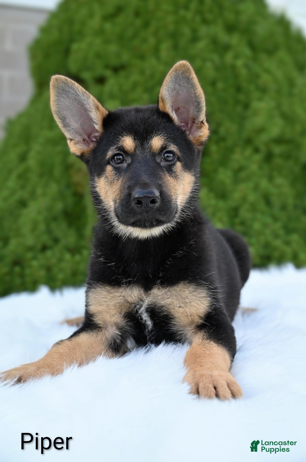 German Shepherd dogs Piper - Ad 1
