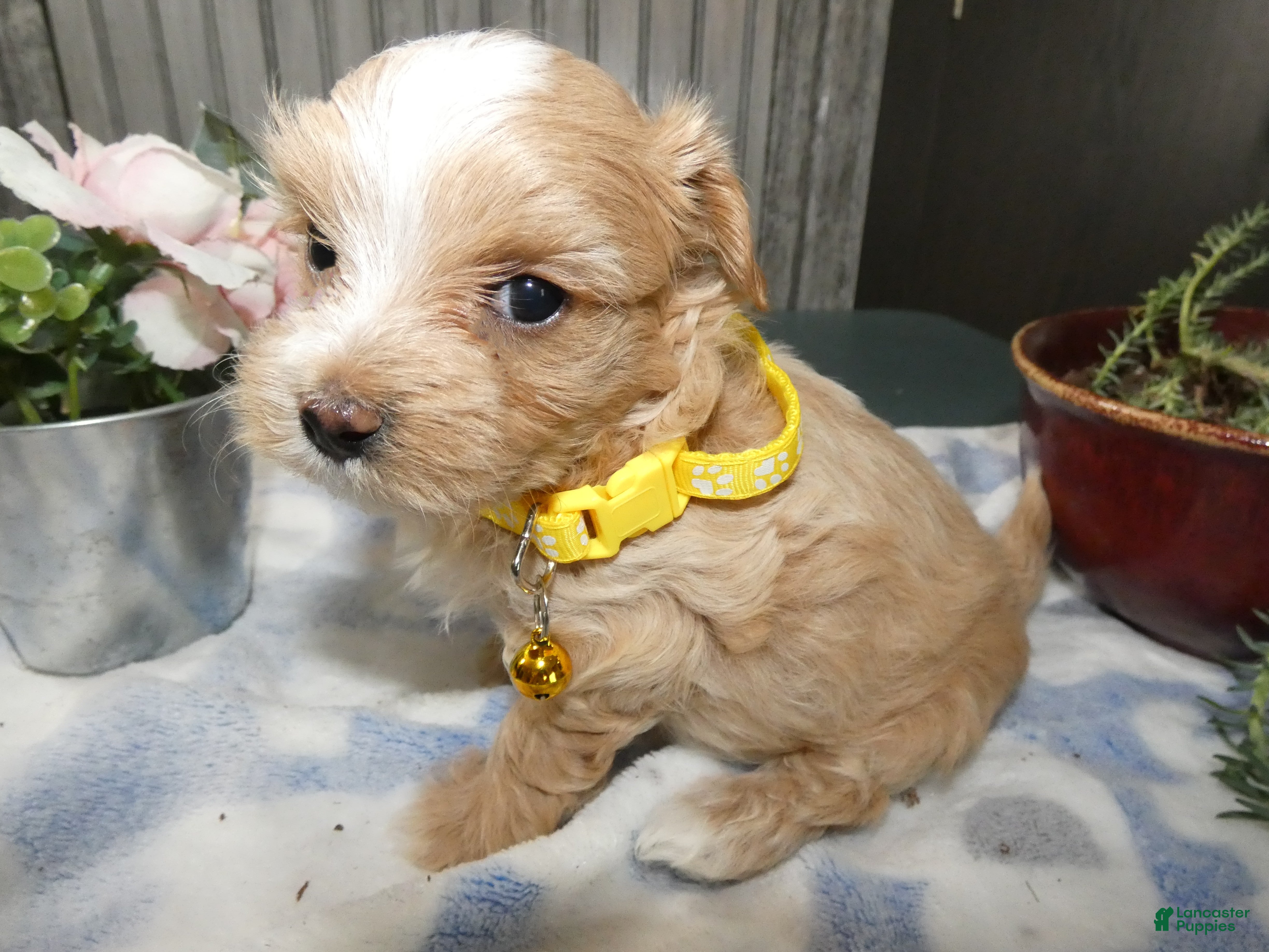 Maltipoo dogs Maltipoo Puppy 4 Donny - Ad 4