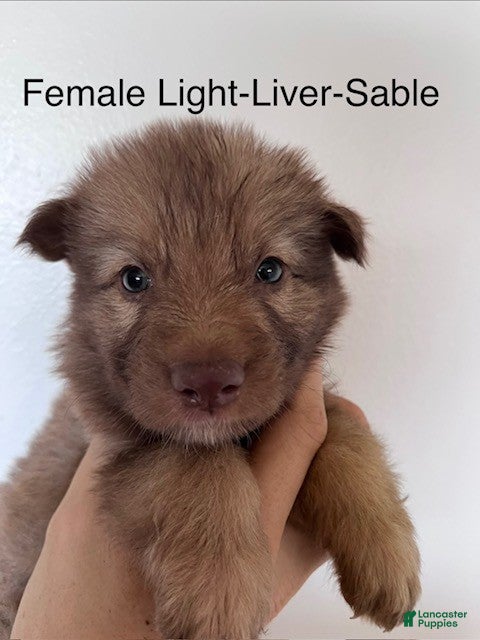 German Shepherd dogs Liver Sable - Ad 32