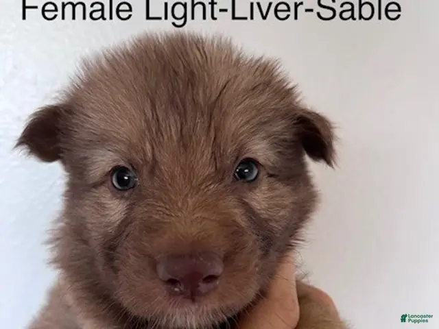 German Shepherd dogs for sale: Liver Sable - reserved - Ad 33