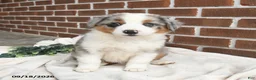 Miniature Australian Shepherd dogs for sale: Hazel - Ad 4
