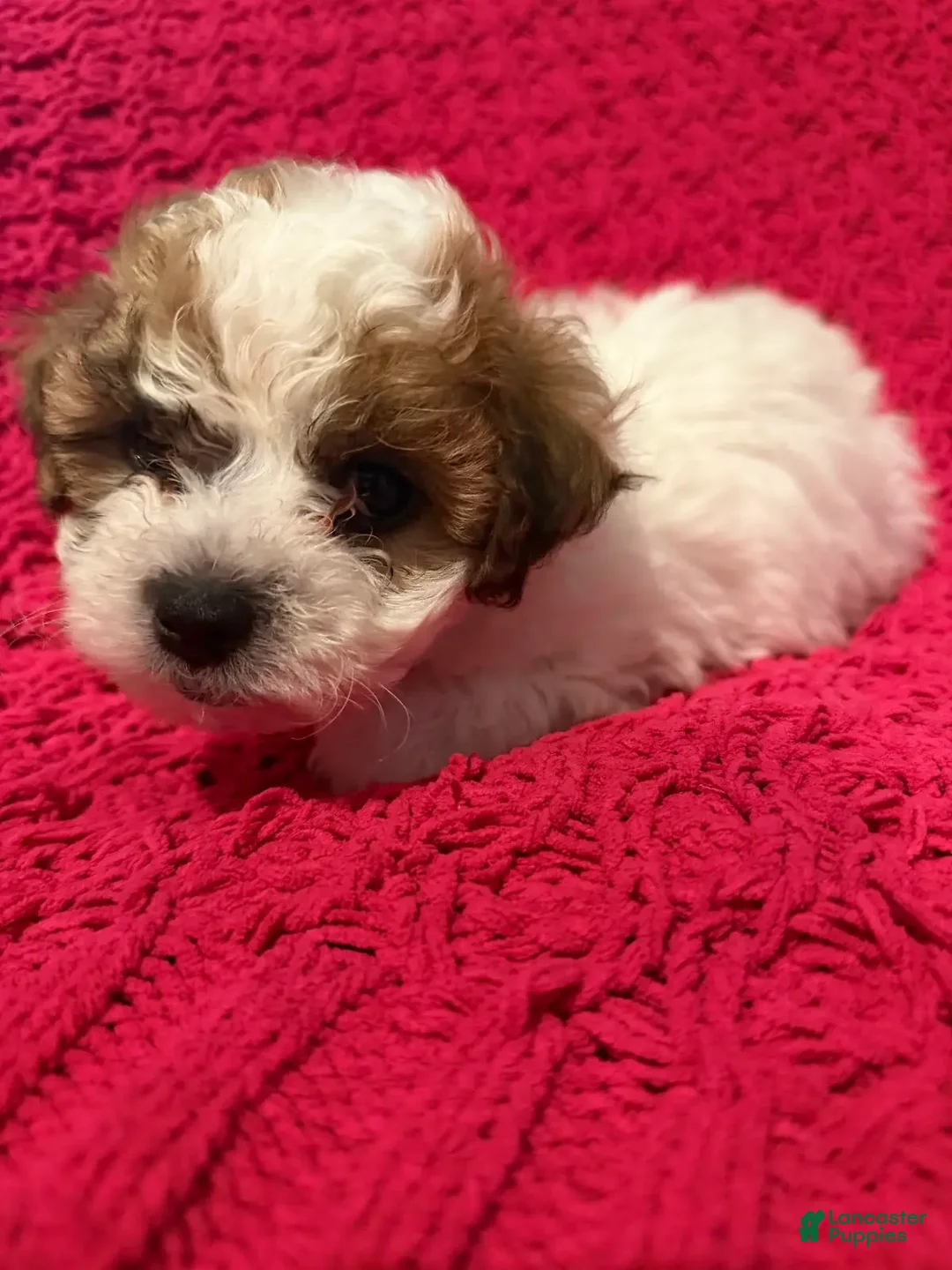 Mixed Breed dogs for sale: Teddy - Ad 2