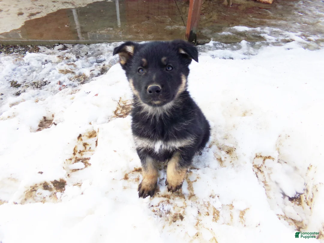 German Shepherd dogs for sale: Charlie - Ad 3