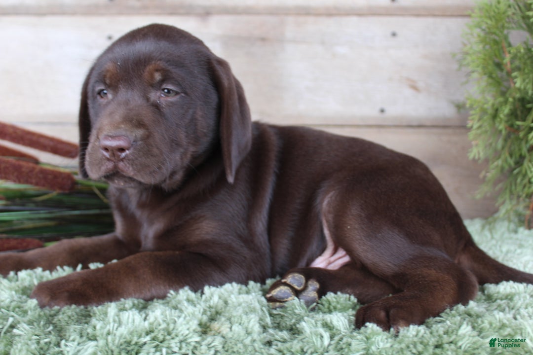 Labrador Retriever dogs for sale: Brownie  - Ad 5
