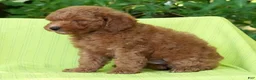 Mini Goldendoodle dogs for sale: Camden - Ad 3
