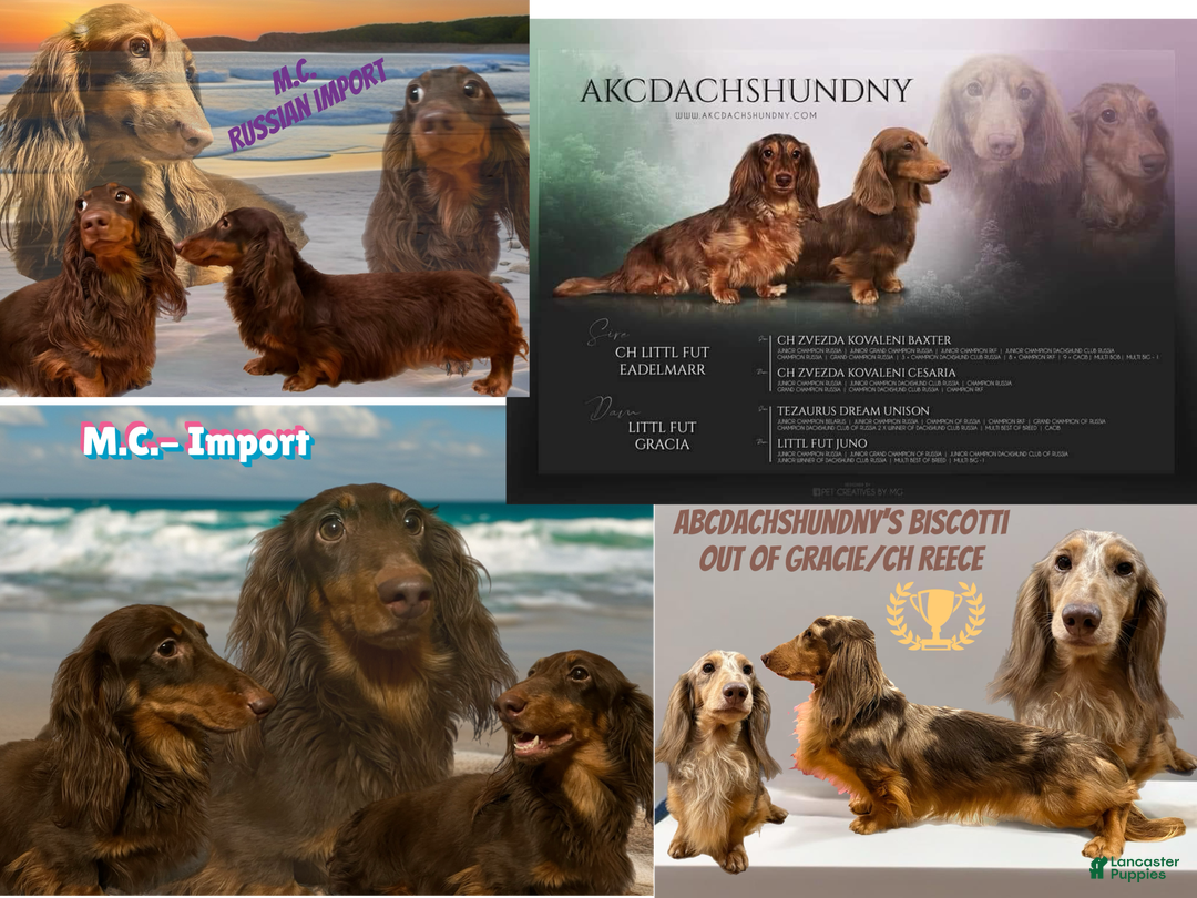 Miniature Dachshund dogs for sale: Russian AKC boy - Ad 9