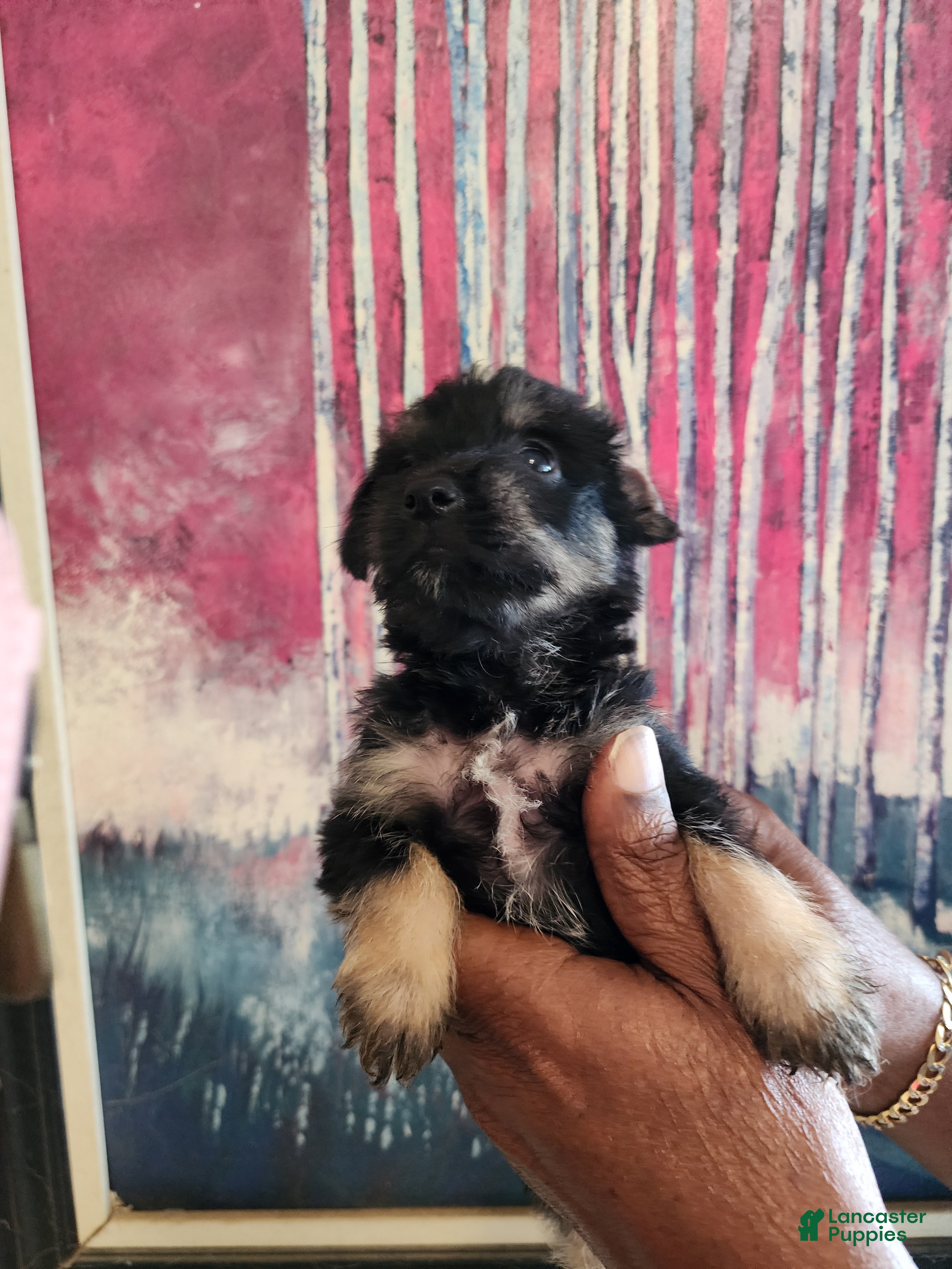 Mixed Breed dogs for sale: Mixed Breed 1 - Ad 4