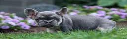 French Bulldog dogs for sale:  Flora Jane 🩷 - Ad 1