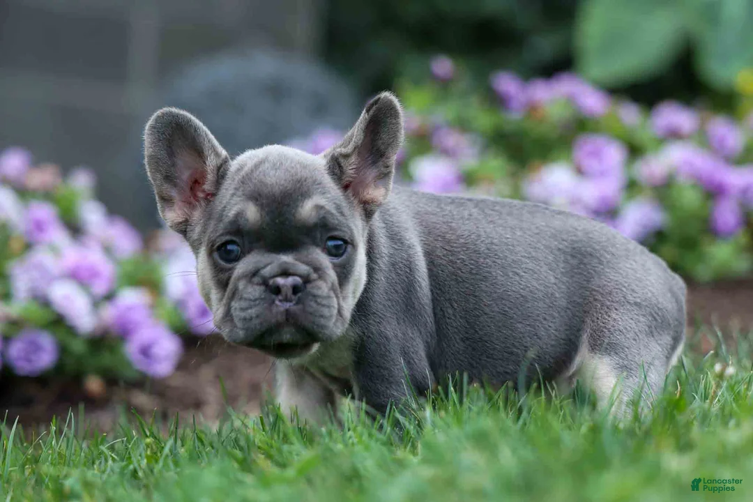 French Bulldog dogs for sale:  Flora Jane 🩷 - Ad 1