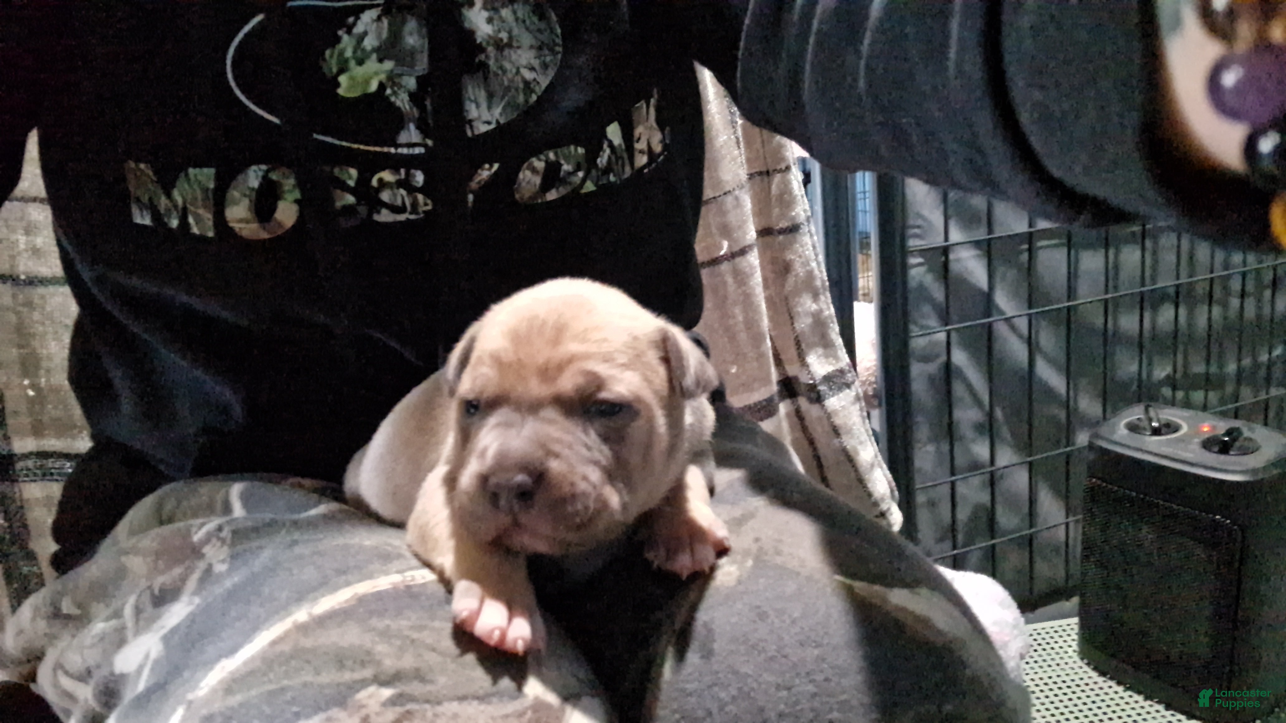 American Bully dogs American Bully Puppy 2 - Ad 2