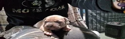 American Bully dogs for sale: American Bully Puppy 2 - Ad 2
