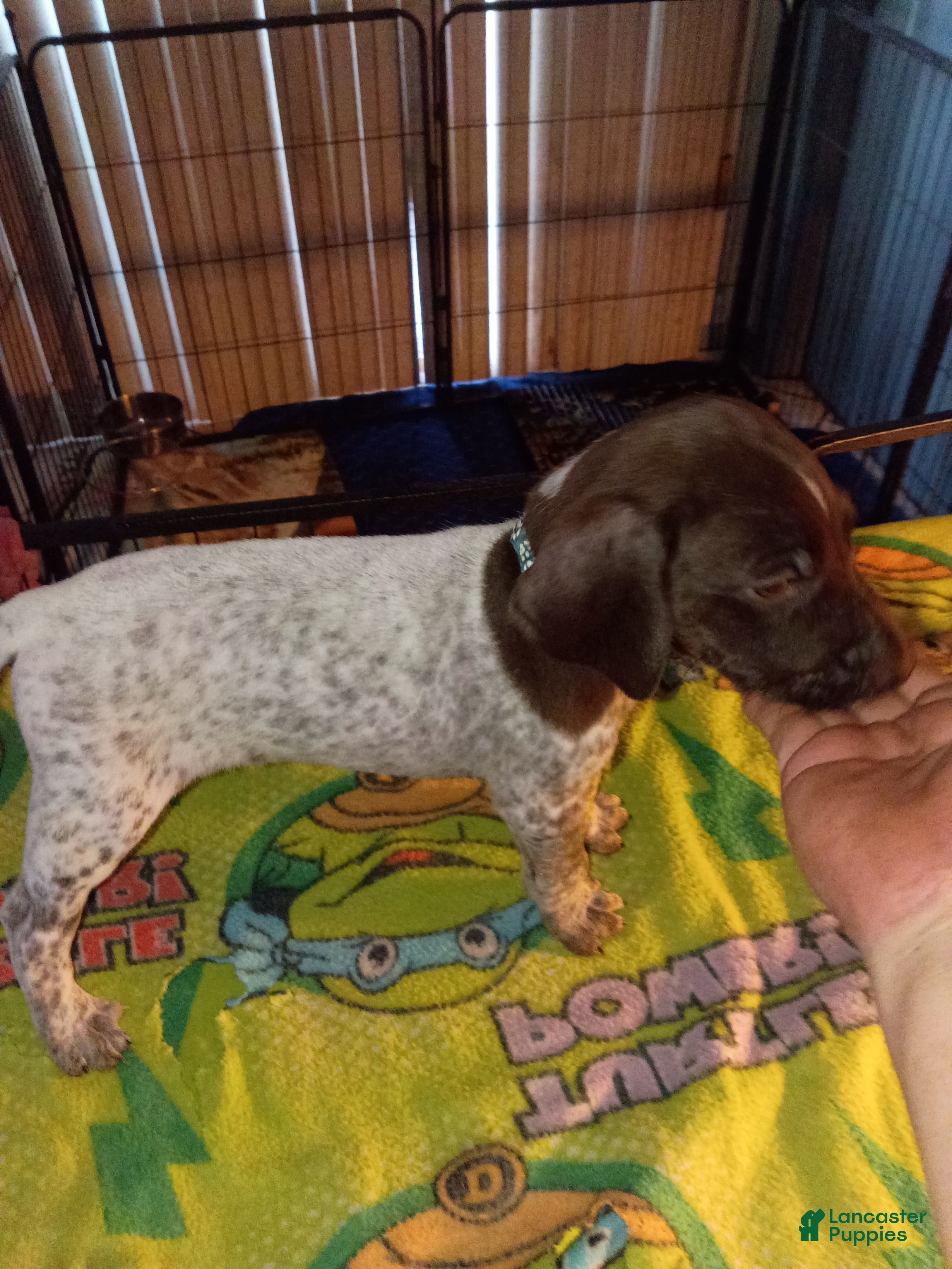 German Shorthaired Pointer dogs German Shorthaired Pointer 1 - Ad 7