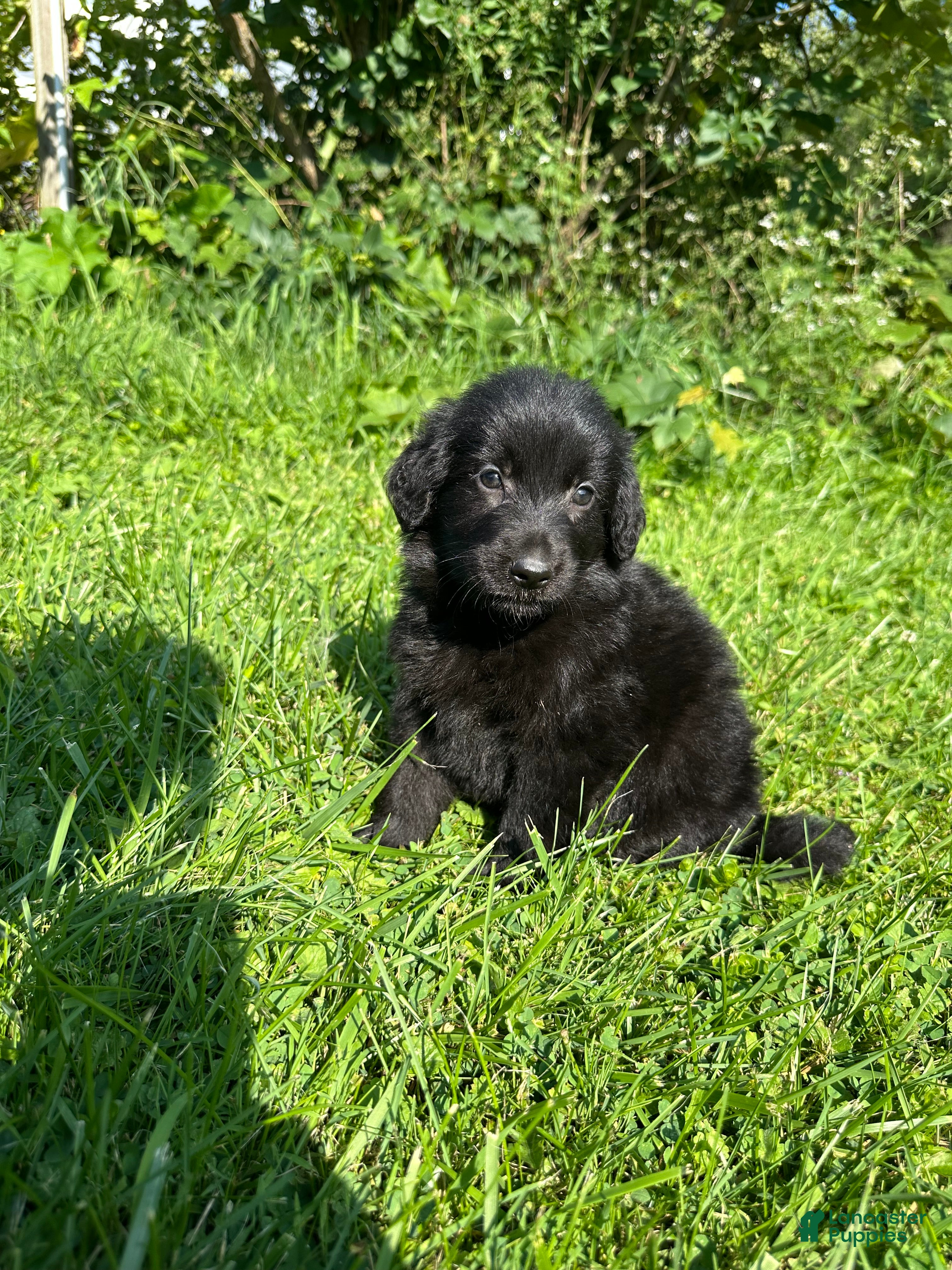 Golden Shepherd dogs Ember - Ad 2