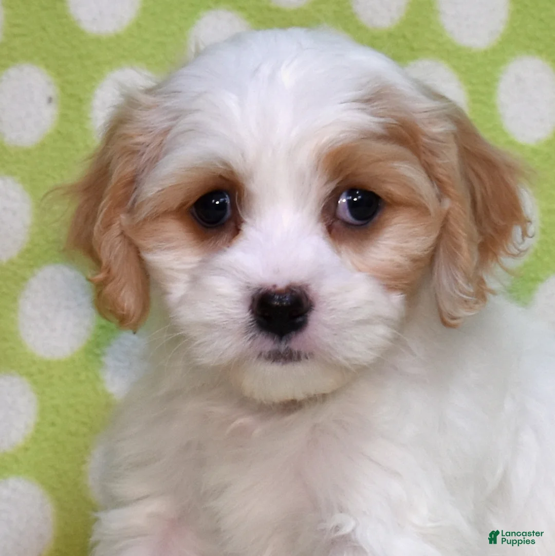 Cavachon dogs for sale: Elsa - Ad 1