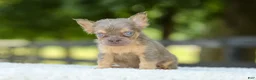 French Bulldog dogs for sale: Liam - Ad 3
