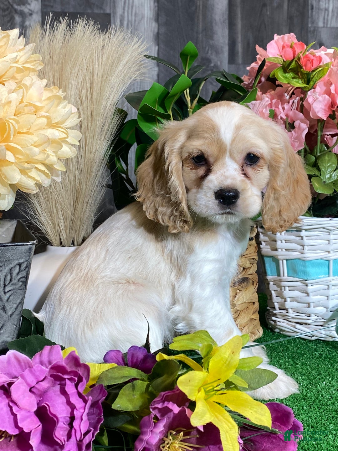 Cocker Spaniel dogs for sale: Trudy - Ad 2