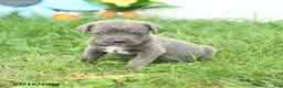 Cane Corso dogs for sale: Royal - Ad 4