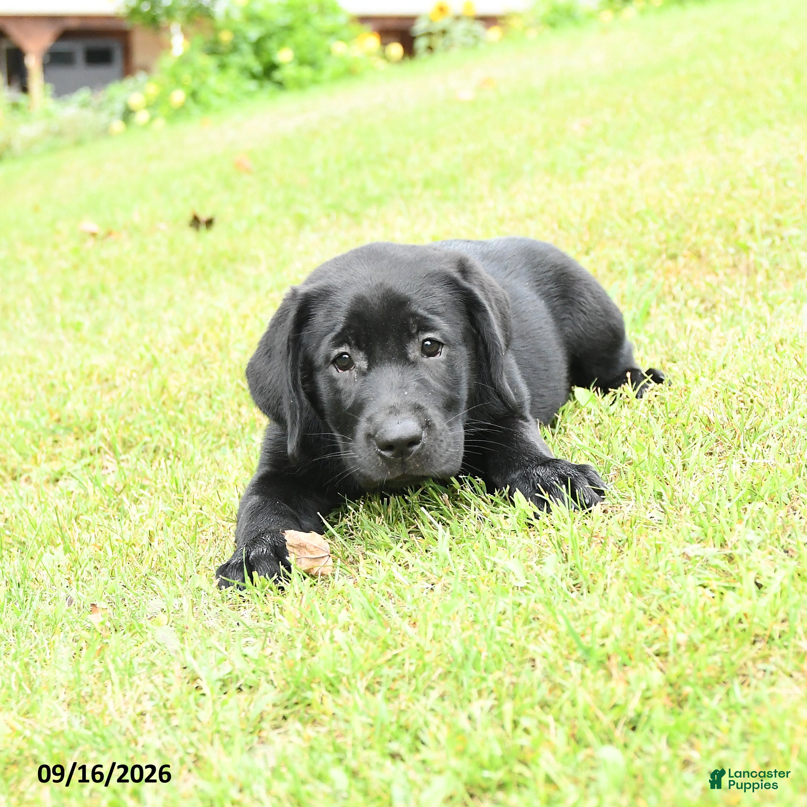 Labrador Retriever dogs Koko - Ad 1