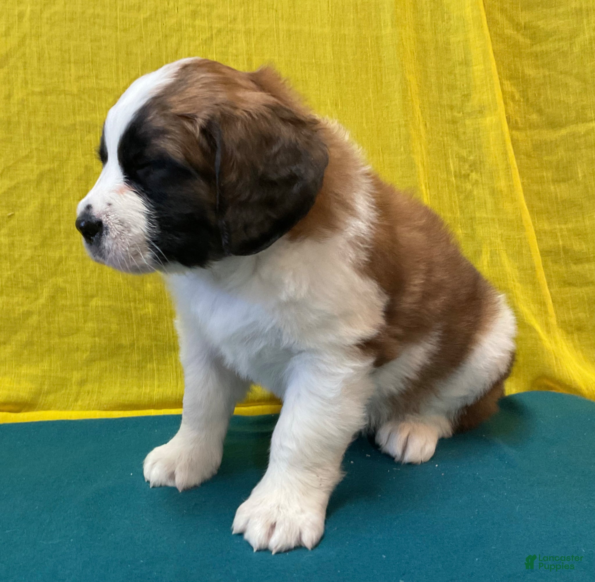 Saint Bernard dogs Saint Bernard Puppy 6 - Ad 1