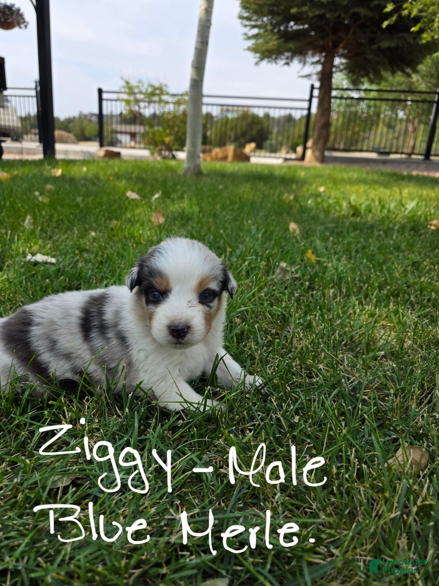 Australian Shepherd dogs Ziggy Blue Merle  - Ad 1