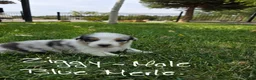 Australian Shepherd dogs for sale: Ziggy Blue Merle  - Ad 1