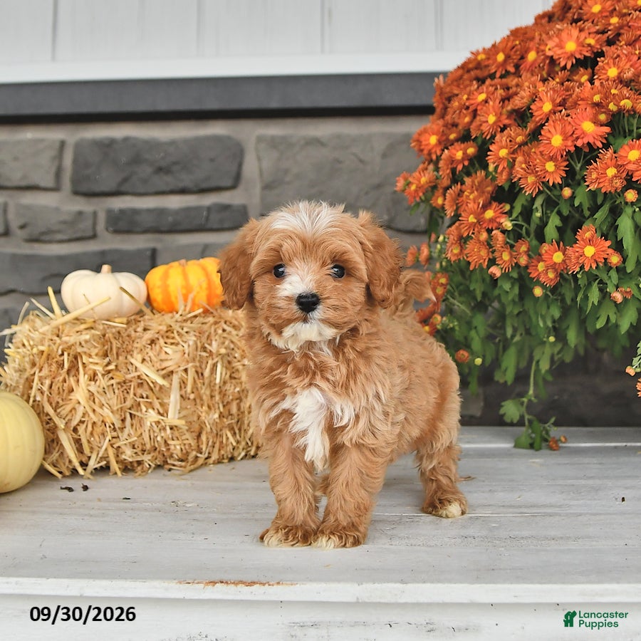 Cavapoo dogs Daisy - Ad 2