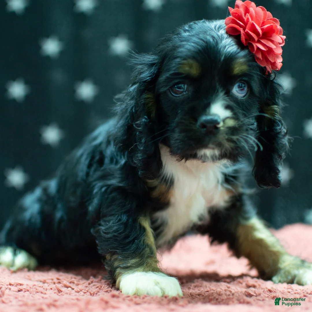 Cocker Spaniel dogs for sale: Tai Cocker Spaniel Puppy  - Ad 1