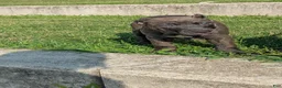 Cane Corso dogs for sale: Ceres - Ad 7