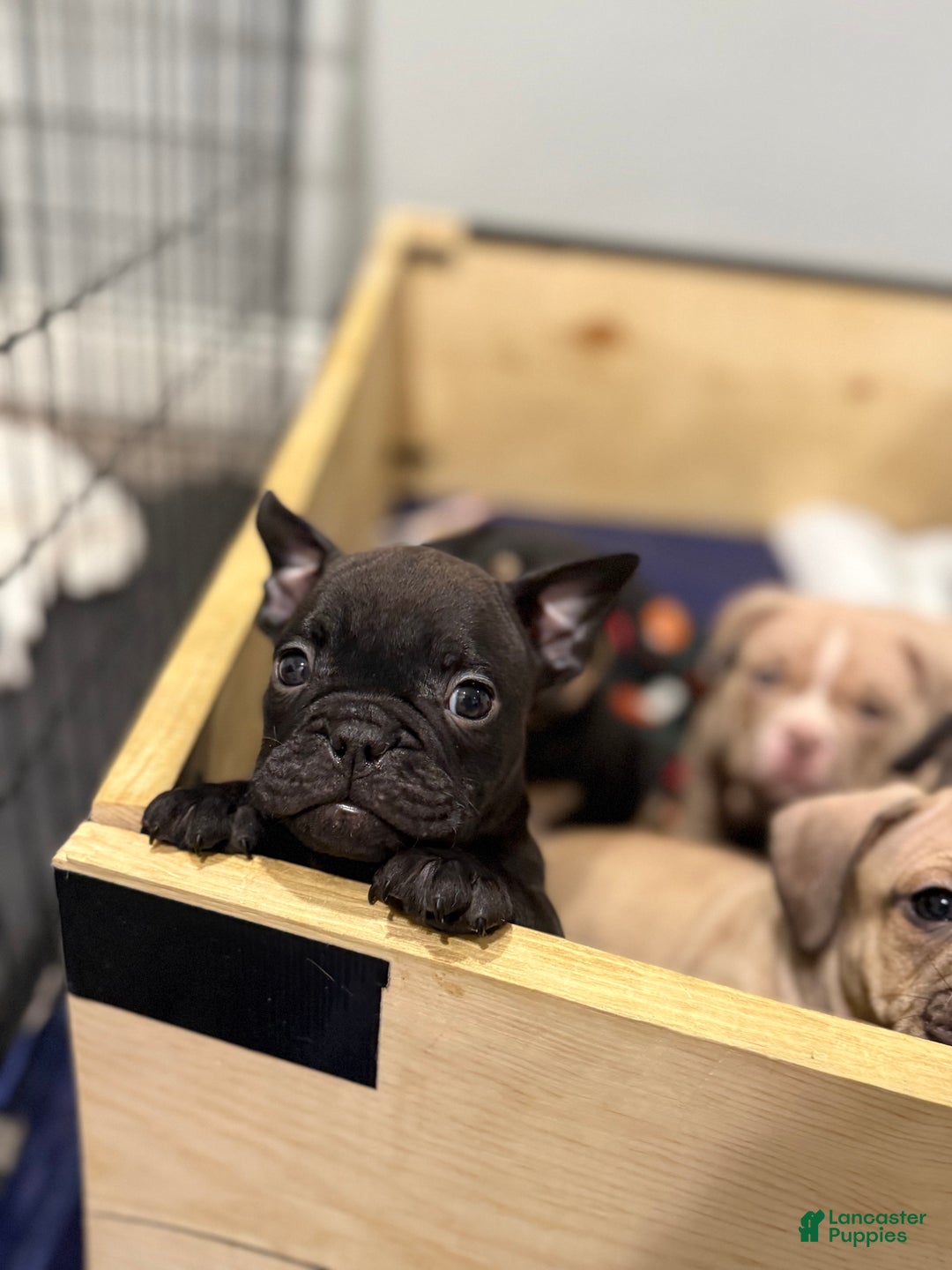 American Bully dogs for sale: American Bully Puppy 4 - Ad 5