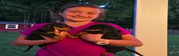 Dachshund dogs for sale: Callie  - Ad 4